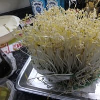②第2弾：「手作りもやし」に愛着がわいてくる、ザルやペットボトルOK