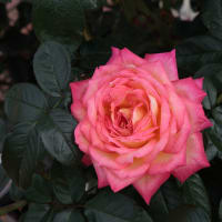 神代植物公園のバラ2011秋550