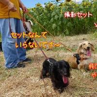 菜乃葉　撮影会デビュー