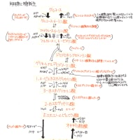 解糖系・糖新生