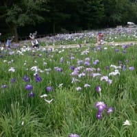 6月2日北山公園の花しょうぶ祭り
