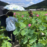 ふうふうゆでダコでも行く意味があったのは…蓮