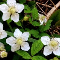 クサイチゴやモミジイチゴの花