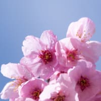枝垂れ桜