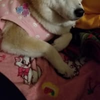 クリンへの想いは尽きなくて・・・303