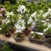 今年の開花が始まりました