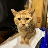 東京　猫ちゃんに癒される小料理屋