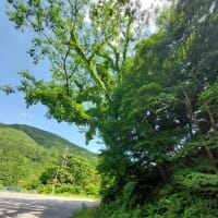 その後のモリアオガエル