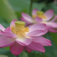 鶴舞公園の胡蝶ヶ池-蓮の花-2
