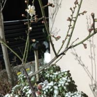 梅の花