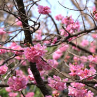 「横浜緋桜三」分咲き