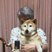 我が家のアイドル柴犬夢、本日永眠………