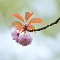 「優しき八重」　いわき　フラワーセンターにて撮影！　八重桜