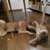 犬バカちゃんリン☆蕎麦屋の風鈴♪　柴犬・空海くんは　保育士さん！　はるこ　成長著しいのだ☆彡