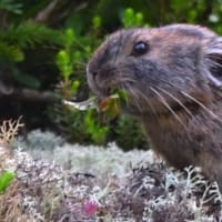 北海道で出会った鳥たち❽‼️    2025.6.20   撮影