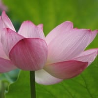 我が家では