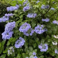 ５月～６月を彩った花たち　&　６月の紫陽花の　おまじない＾＾