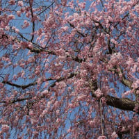 桜を求めて～上山城