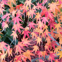 「一倉定の社長学」　／　作間信司　／　経営の本棚（２）