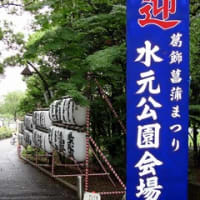 水元公園菖蒲祭り