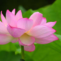 蓮の花咲く、山里の夏