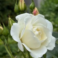 【シクラメンのかほり】布施明