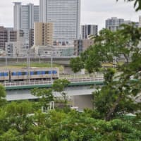 多摩川台公園あじさい園　　水生植物園の睡蓮が一面咲く　　　　９