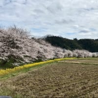 佐賀のがばいばあちゃん名言集 ころりん キラキラ