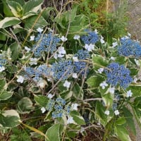 道端の　斑入り葉の紫陽花♡