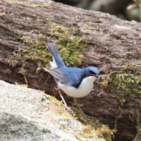 山梨県コマドリ他  2017/05/27