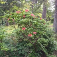 蒼紫の森はすっかり、深緑に
