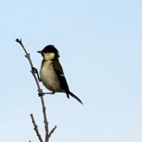 06/12探鳥記録写真-2：はまゆう公園の鳥たち（コゲラ、ウグイス、シジュウカラ、エナガ、ホオジロ、メジロ、