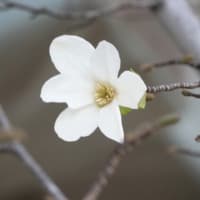 コブシ　〈辛夷の白い花〉　