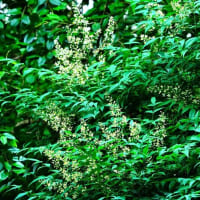 ザクロ、ヒメシャラ、ナンテンの花と木の実（板橋区立赤塚植物園 2025.6.8撮影）