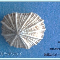 コウダカカラマツガイ