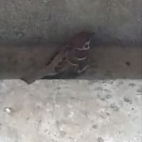 スズメの激突！