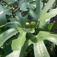 夏至（エキナセア、蓮のつぼみ、葡萄、イチジク、すだち）