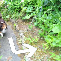 小次郎と動物－ウグイス（鶯）の巣と雛－