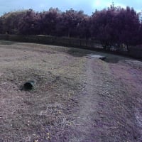 【群馬】みさと芝桜公園　日高遺跡