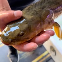 イコラ産 タンガニイカコンギクス