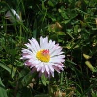 北海道の春から初夏の花、デイジー2-1