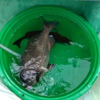 剣崎沖のマダイ釣り