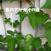 去年も楽しんだ赤葉ケイトウの寄せ植えと宿根アサガオが1日で花数増えたとですッ(；ﾟДﾟ)