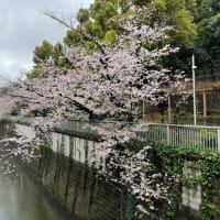 神田川の桜　2023