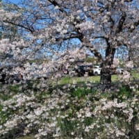 胃カメラと桜並木
