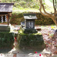 愛媛県松山市、窪野町「北谷正八幡神社のクスノキ」（市指定）です！！