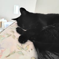 三階は自由な場所　お外の猫