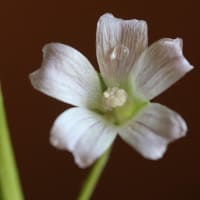 銭葉葵（ゼニバアオイ）