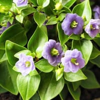 まだ見ぬ花