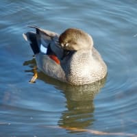 今日の顔（野鳥オカヨシガモ）